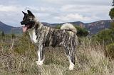 AKITA AMERICAIN 374